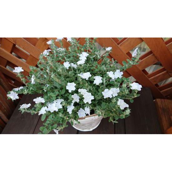 エボルブルス（アメリカンブルー） サマースノーの苗 : 植物・園芸専門