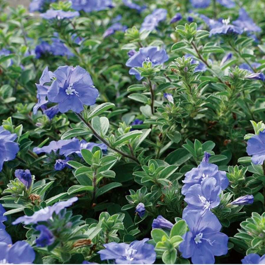 アメリカンブルー エボルブルス（アメリカンブルー） ブルーラグーンの苗 : 植物・園芸