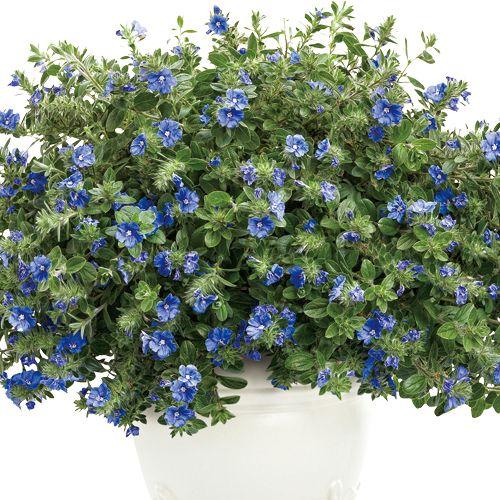 エボルブルス（アメリカンブルー） ブルーラグーンの苗 : 植物・園芸