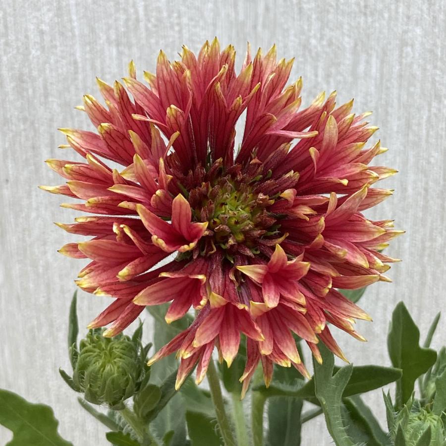 ガイラルディア ガリア「ピンクスパーク」の苗 : 植物・園芸専門店 花