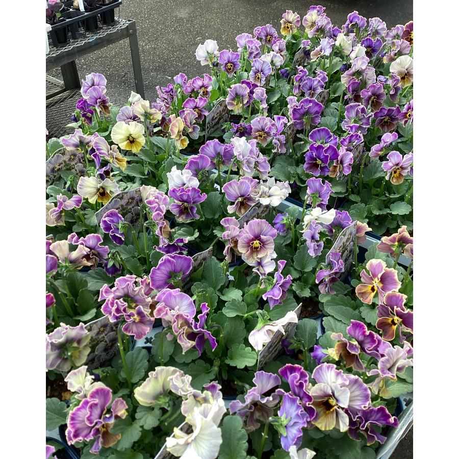 ビオラ ヌーヴェルヴァーグ ラピスラズリの苗 1株 : 植物・園芸専門店