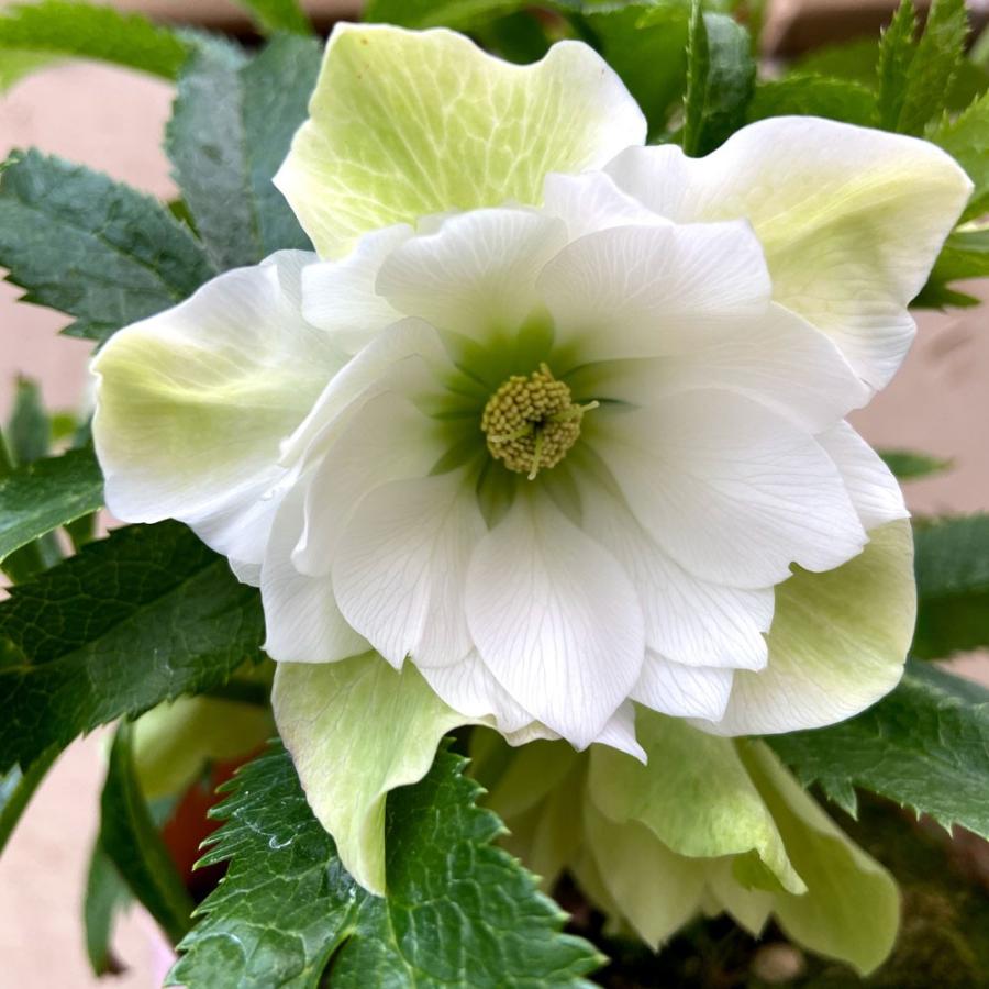 クリスマスローズ ダブルホワイト系開花株 5号 19 08 現品 Ki Hananae A008 花育通販yahoo 店 通販 Yahoo ショッピング