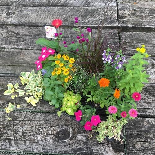 お花屋さんのおまかせ季節の花苗セット（20苗） 寄せ植え・花壇用に