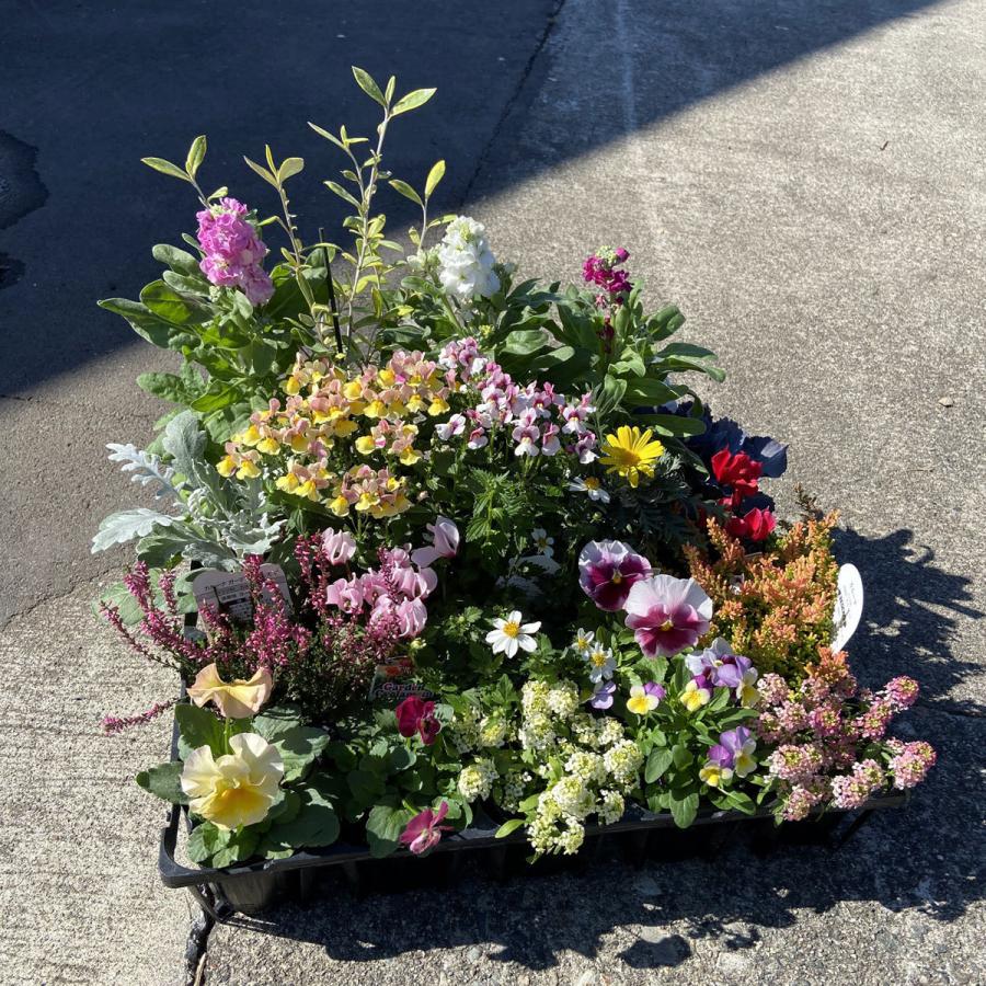 お花屋さんのおまかせ季節の花苗スペシャルセット（20苗） 寄せ植え