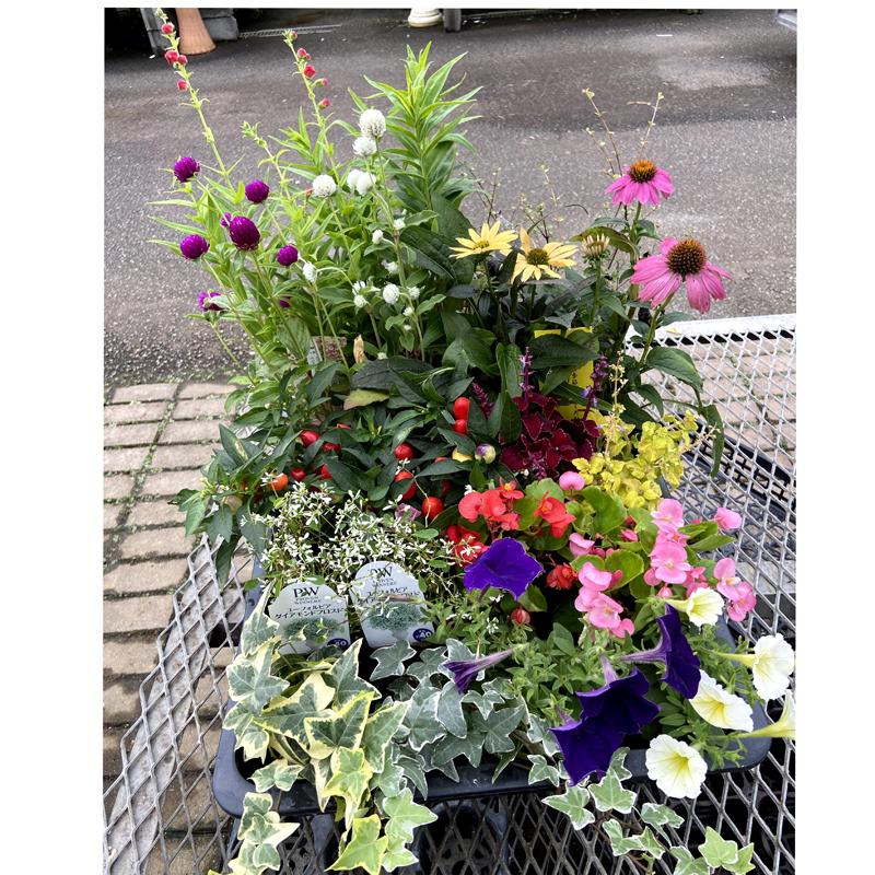 お花屋さんのおまかせ季節の花苗スペシャルセット（20苗） 寄せ植え