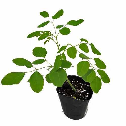 ハーブの苗 モリンガ オレイフィラ : 植物・園芸専門店 花育通販Yahoo