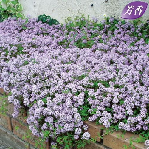 ハーブの苗 ロンギカウリスタイム : 植物・園芸専門店 花育通販Yahoo