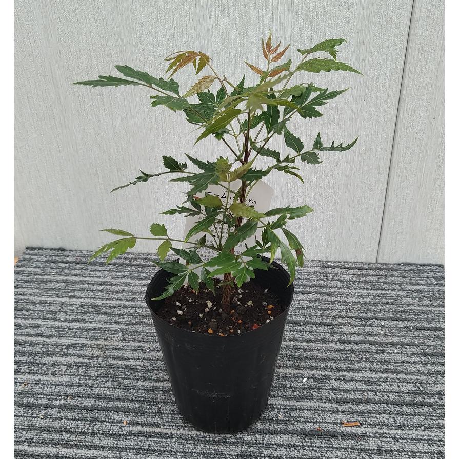 ハーブの苗 ニーム（インドセンダン） 3.5号（10.5cm）苗 : 植物・園芸専門店 花育通販Yahoo!店 - 通販 - Yahoo!ショッピング