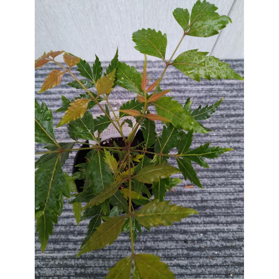 ハーブの苗 ニーム（インドセンダン） 3.5号（10.5cm）苗 : 植物・園芸専門店 花育通販Yahoo!店 - 通販 - Yahoo!ショッピング