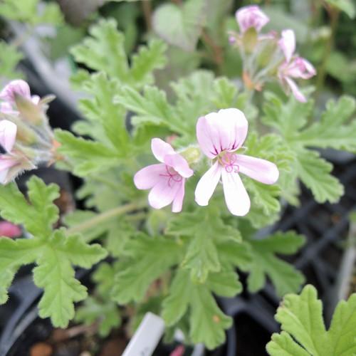 ハーブの苗 ローズゼラニウム : 植物・園芸専門店 花育通販Yahoo!店