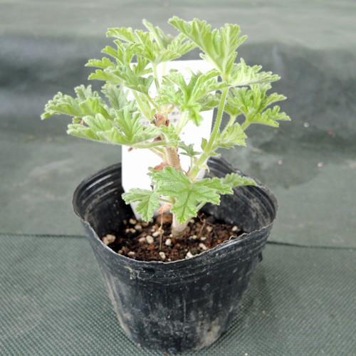 ハーブの苗 ローズゼラニウム : 植物・園芸専門店 花育通販Yahoo!店