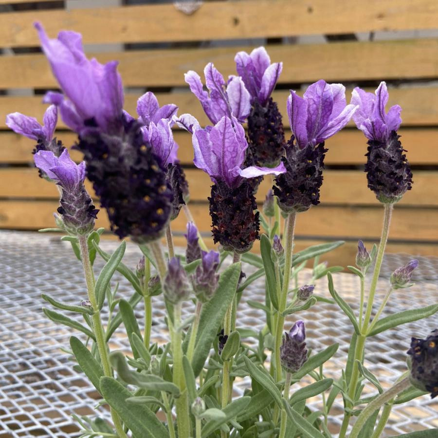 ハーブの苗 フレンチラベンダ ツインサマー : 植物・園芸専門店 花育