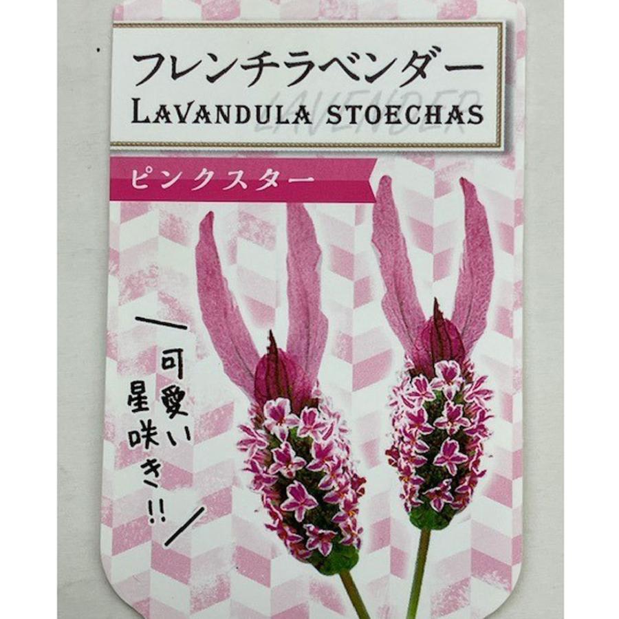 ハーブの苗 フレンチラベンダ ピンクスター : 植物・園芸専門店 花育