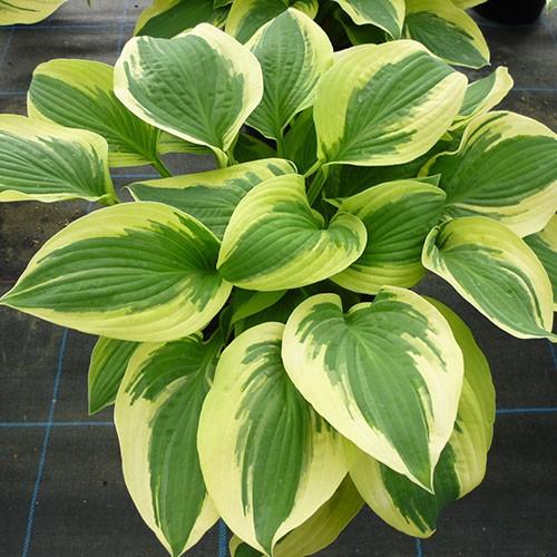 ギボウシ ホスタ ワイドブリムの苗 Ki Hosta 025 花育通販yahoo 店 通販 Yahoo ショッピング