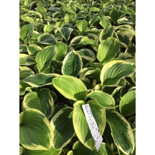 ギボウシ ホスタ ダイアナリメンバードの苗 : 植物・園芸専門店 花育
