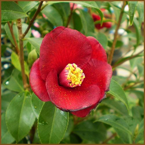 侘助椿 ツバキ 苗木 紺侘助 Ki Kaboku 003 花育通販yahoo 店 通販 Yahoo ショッピング