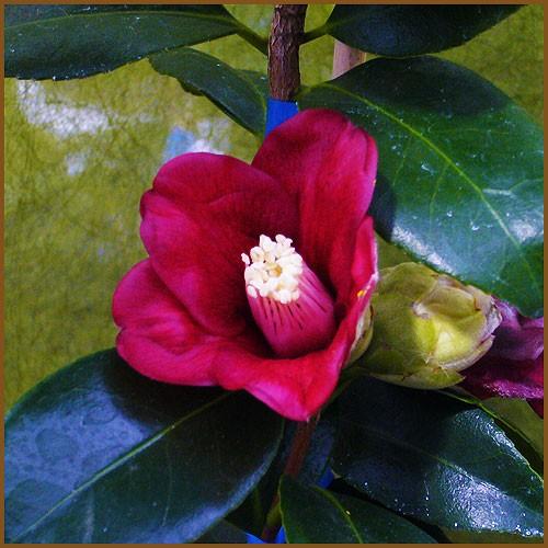 侘助椿 ツバキ苗木 沙夜香侘助 さやかわびすけ : 植物・園芸専門店 花