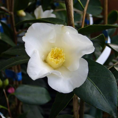 侘助椿 ツバキ苗木 白侘助 : 植物・園芸専門店 花育通販Yahoo!店 - 通販 - Yahoo!ショッピング