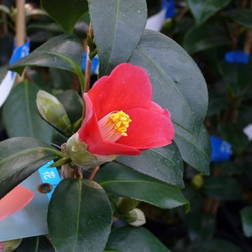 椿（ツバキ）の苗木 出雲大社ヤブ椿（接木苗） : 植物・園芸専門店 花