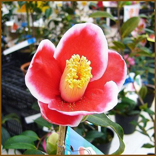 椿 ツバキの苗木 玉之浦 接木苗 : 植物・園芸専門店 花育通販Yahoo!店