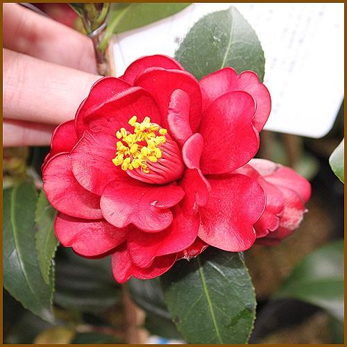 椿 ツバキ の苗木 黒椿 Ki Kaboku 029 花育通販yahoo 店 通販 Yahoo ショッピング