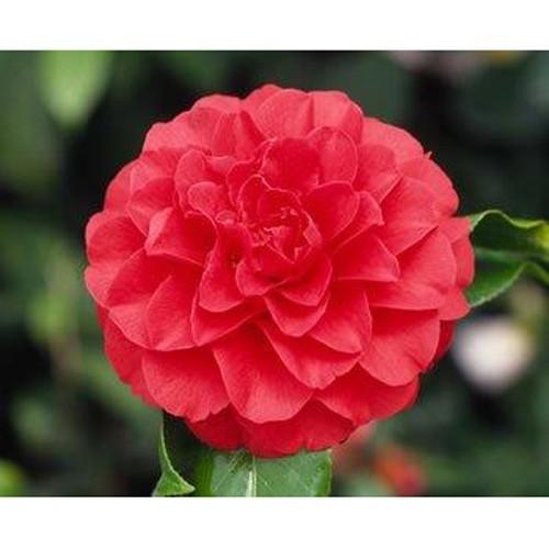 椿 ツバキの苗木 さつま紅 接木苗 : 植物・園芸専門店 花育通販Yahoo