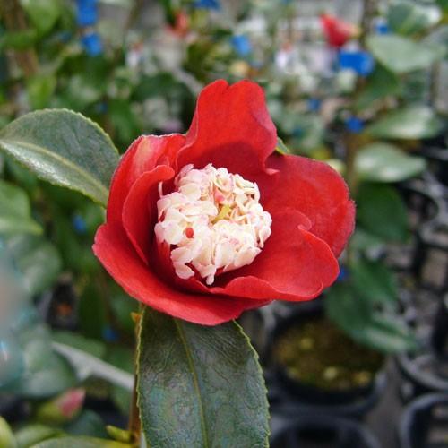 椿 ツバキの苗木 卜伴 ぼくはん : 植物・園芸専門店 花育通販Yahoo!店