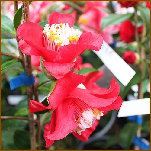 椿 ツバキの苗木 卜伴 接木苗 : 植物・園芸専門店 花育通販Yahoo!店