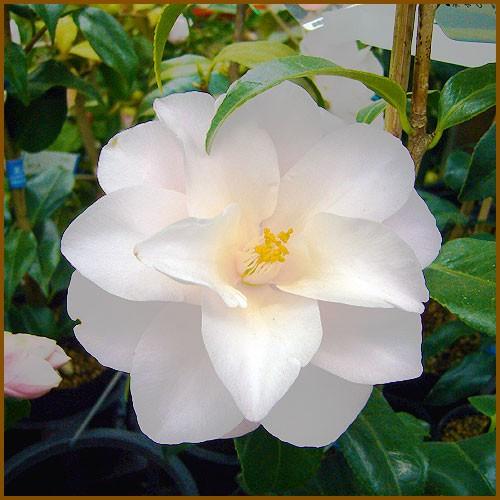 椿 ツバキの苗木 羽衣 はごろも : 植物・園芸専門店 花育通販Yahoo!店