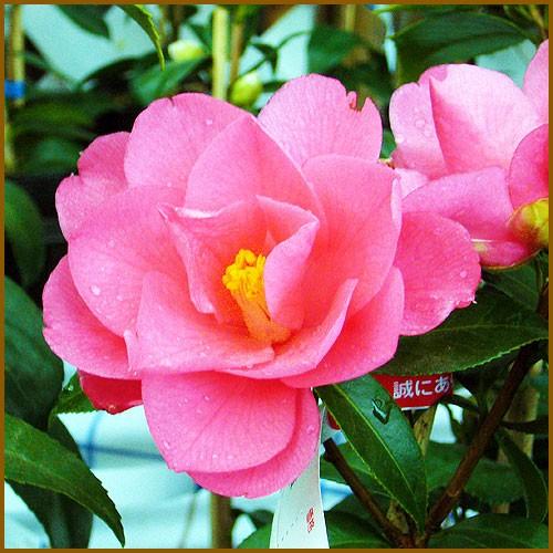 椿 ツバキの苗木 菱唐糸 ひしからいと : 植物・園芸専門店 花育通販