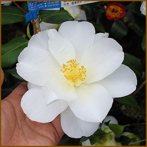 椿 ツバキの苗木 都鳥 みやこどり : 植物・園芸専門店 花育通販Yahoo