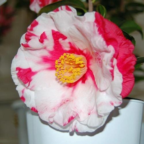椿 ツバキの苗木 岩根絞り 接木苗 : 植物・園芸専門店 花育通販Yahoo