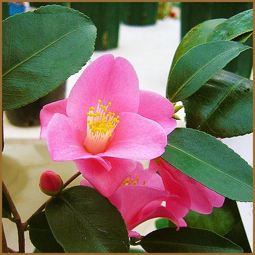 椿 ツバキの苗木 出雲香 いずもかおり : 植物・園芸専門店 花育通販