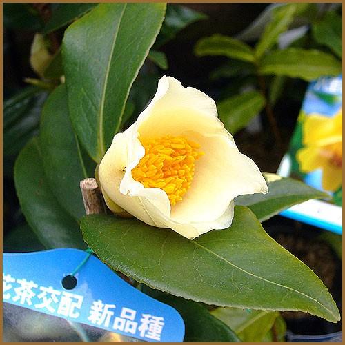 椿 ツバキの苗木 初黄 接木 : 植物・園芸専門店 花育通販Yahoo!店