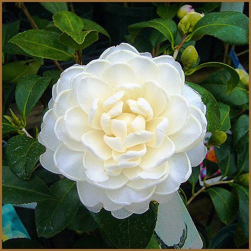 椿 ツバキの苗木 さつま 接木苗 : 植物・園芸専門店 花育通販Yahoo!店