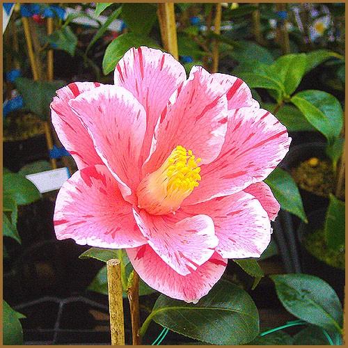 春の台　はるのうてな　椿 椿園オンラインショップ / 春の台・はるのうてな
