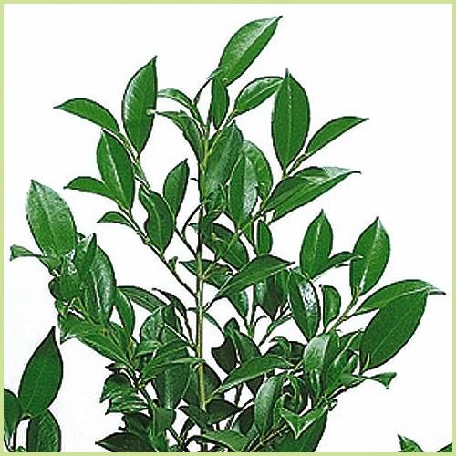 本榊（ホンサカキ）の苗（高さ30-40cm前後） : 植物・園芸専門店 花育