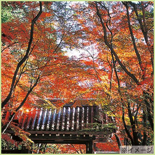 モミジの苗木 いろは紅葉 7.5-3.5号苗 もみじ : 植物・園芸専門店 花育