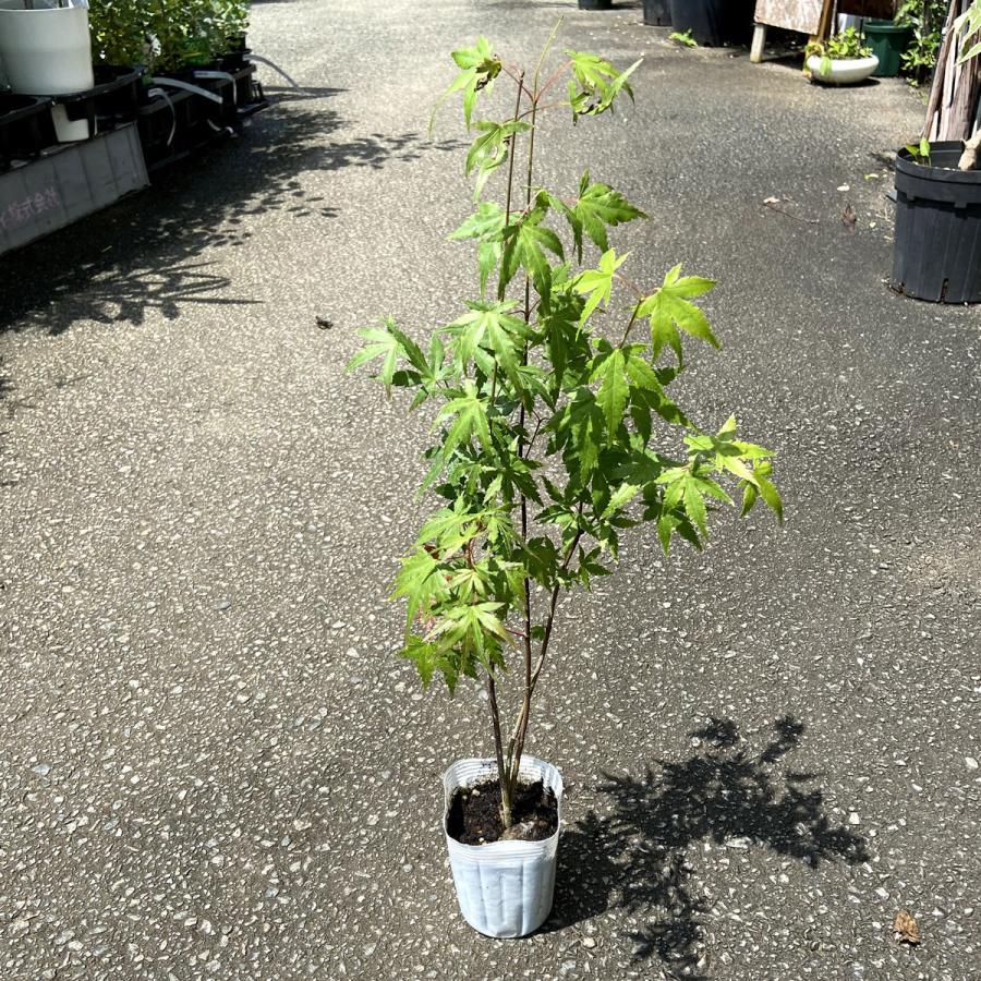 モミジの苗木 いろは紅葉 7.5-3.5号苗 もみじ : 植物・園芸専門店 花育