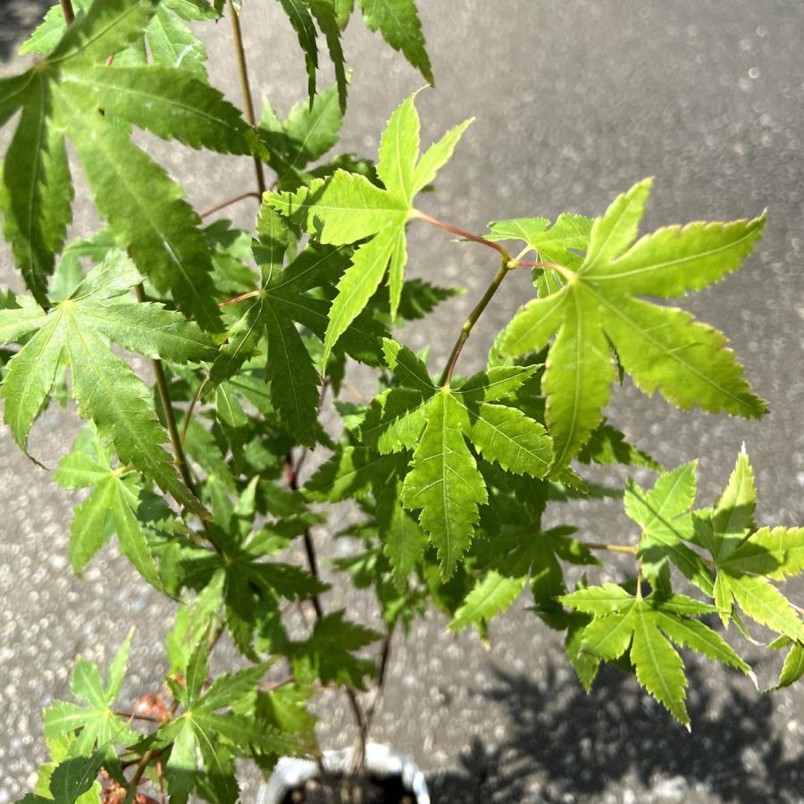 モミジの苗木 いろは紅葉 7.5-3.5号苗 もみじ : 植物・園芸専門店 花育