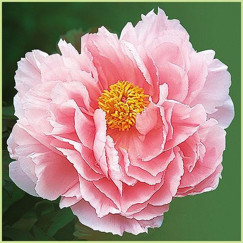 牡丹（ボタン）の苗木（ピンク花系）6号スリット鉢植え : 植物・園芸