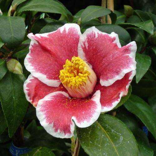 椿 ツバキの苗木 隠れ磯 接木苗 : 植物・園芸専門店 花育通販Yahoo!店