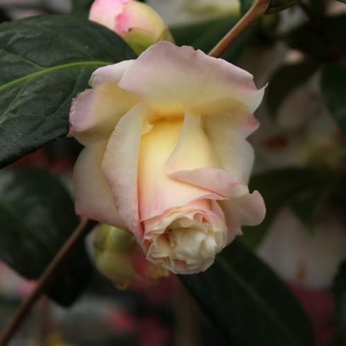 椿 ツバキの苗木 新世紀 接木苗 : 植物・園芸専門店 花育通販Yahoo!店