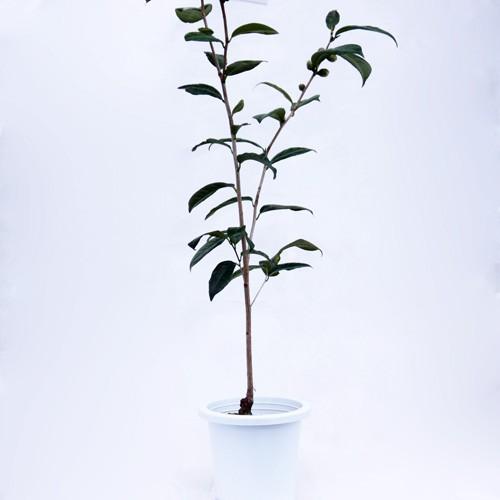 椿 ツバキの苗木 新世紀 接木苗 : 植物・園芸専門店 花育通販Yahoo!店