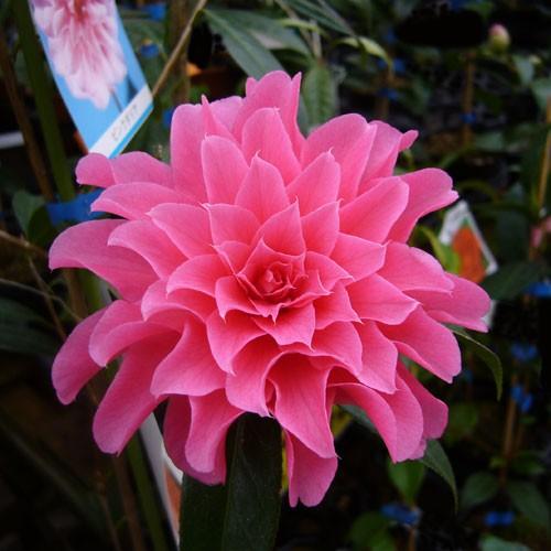 椿 ツバキの苗木 ピンクダリア 接木苗 : 植物・園芸専門店 花育