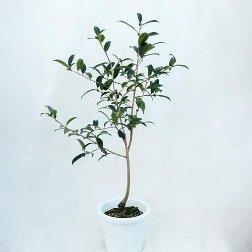 椿 ツバキの苗木 ピンクダリア 接木苗 : 植物・園芸専門店 花育