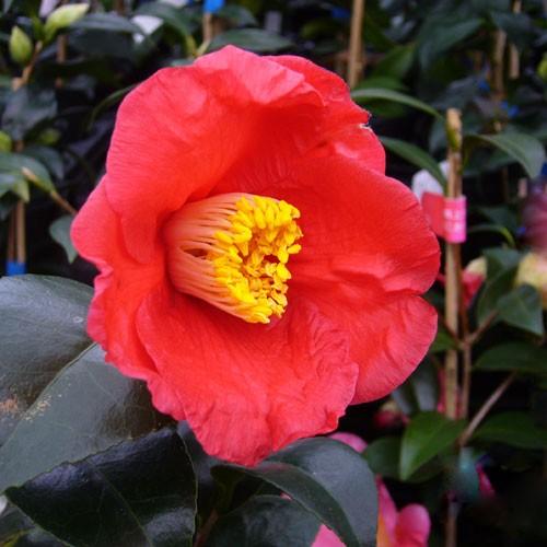 椿 ツバキの苗木 ことじ 接木苗 : 植物・園芸専門店 花育通販Yahoo!店