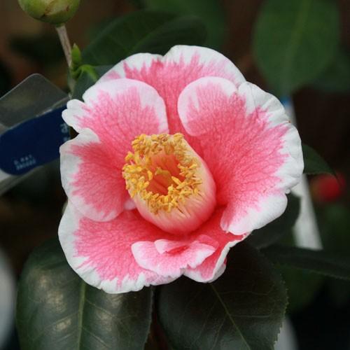 椿 ツバキの苗木 花明り 接木苗 : 植物・園芸専門店 花育通販Yahoo!店