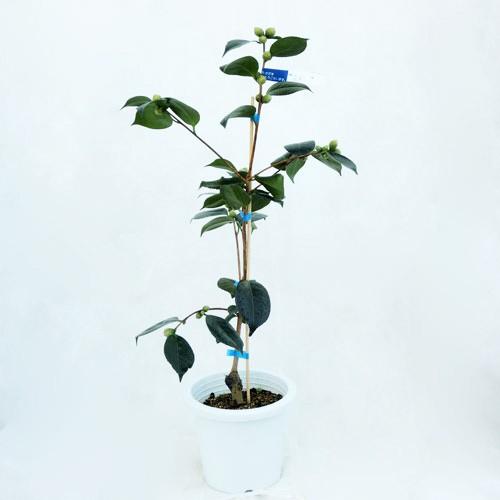 椿 ツバキの苗木 花明り 接木苗 : 植物・園芸専門店 花育通販Yahoo!店