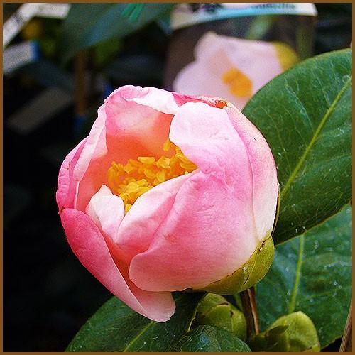 椿 ツバキの苗木 錦葉西王母 接木苗 : 植物・園芸専門店 花育通販Yahoo